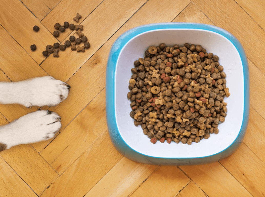 how to choose the right food for your dog