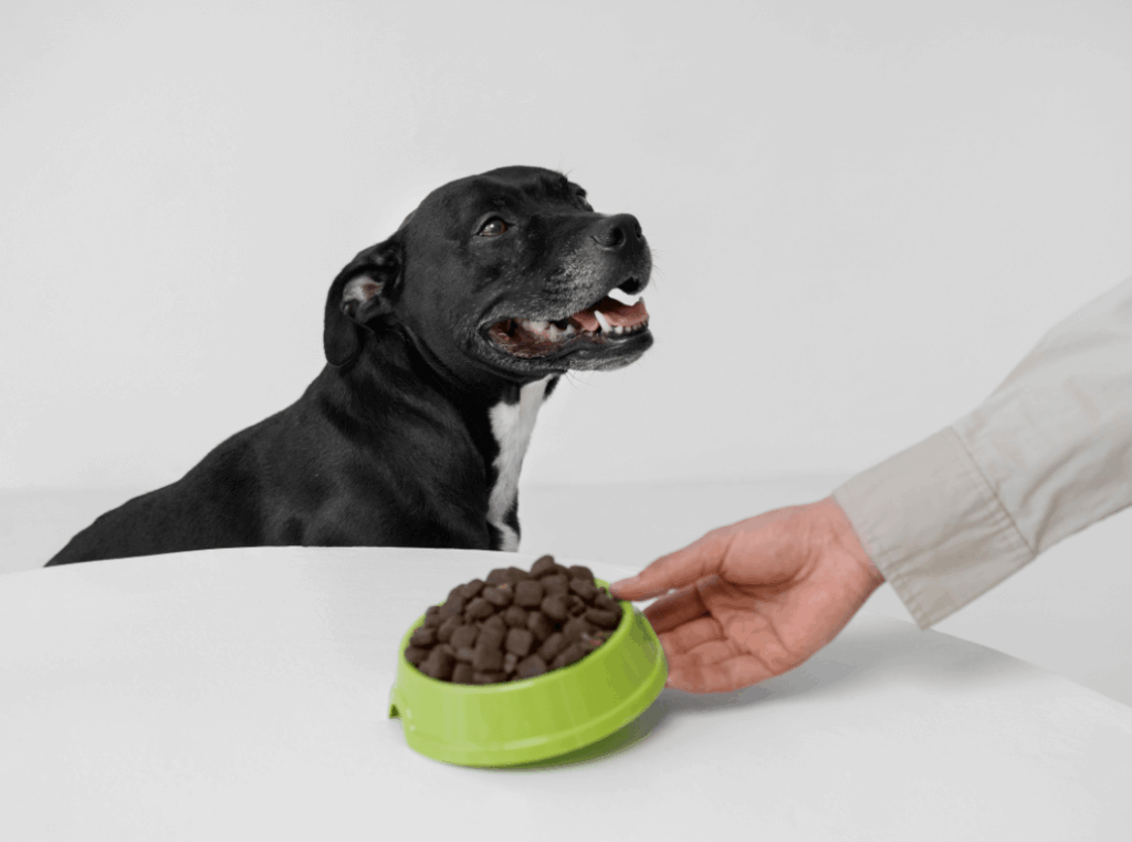 how to choose the right food for your dog
