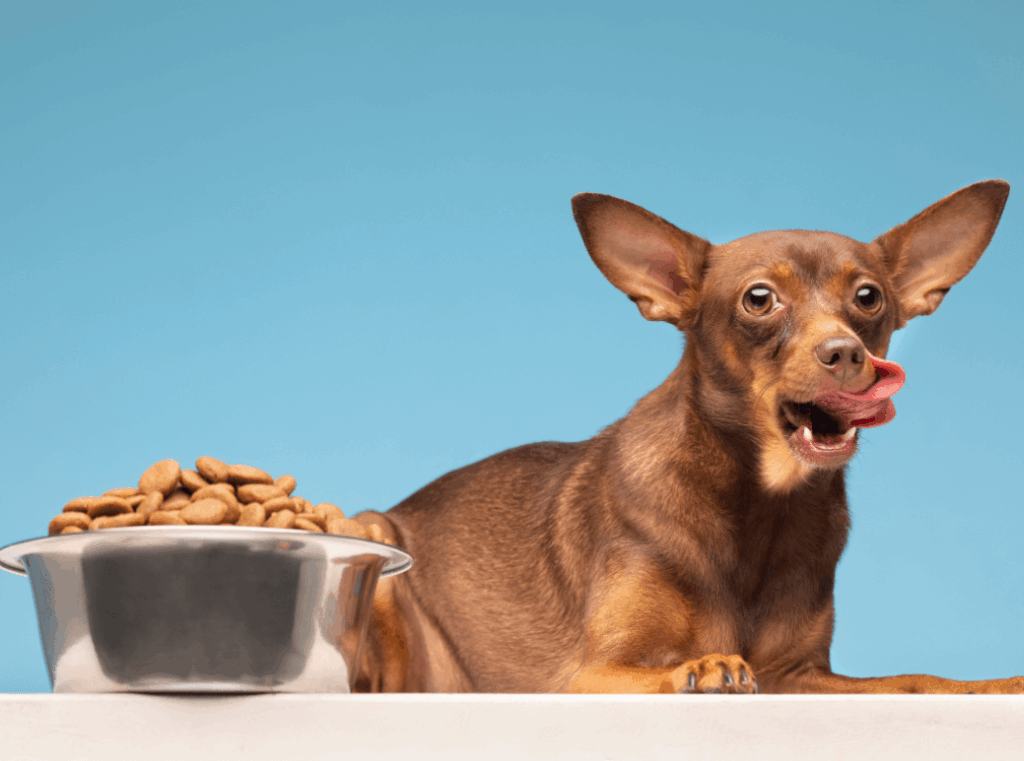 how to choose the right food for your dog