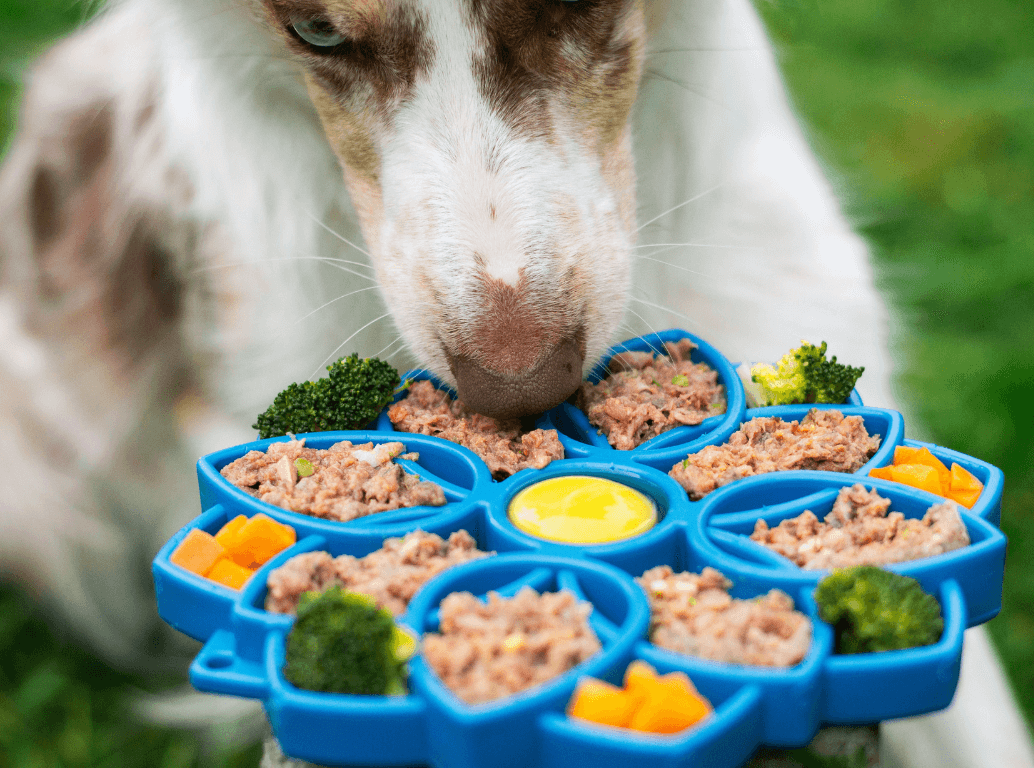 Dog eating wet food, broccoli, and vegetables from a blue slow feeder tray.