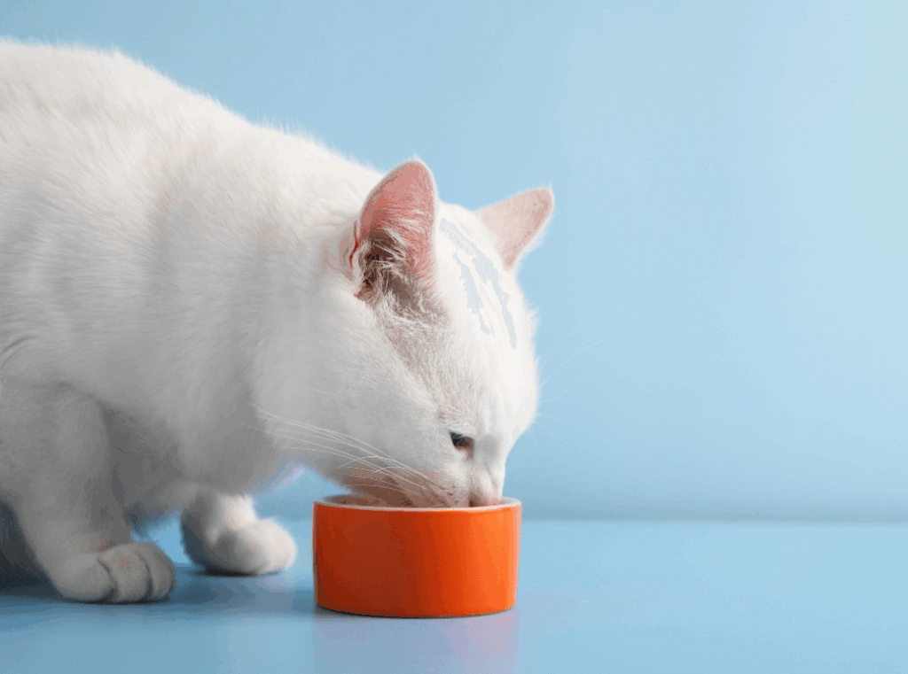 White cat eating food from an orange bowl against a light blue background.