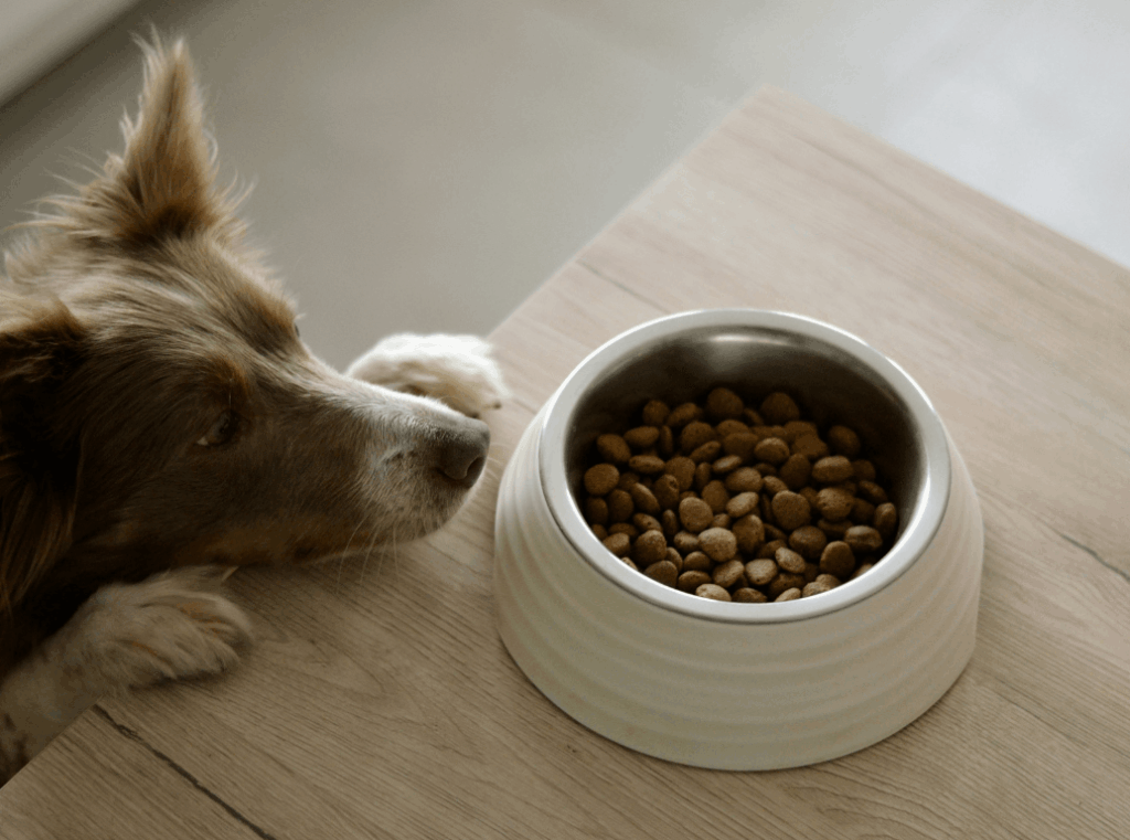 Brown and white dog sniffing at a bowl of dry kibble on a wooden table.