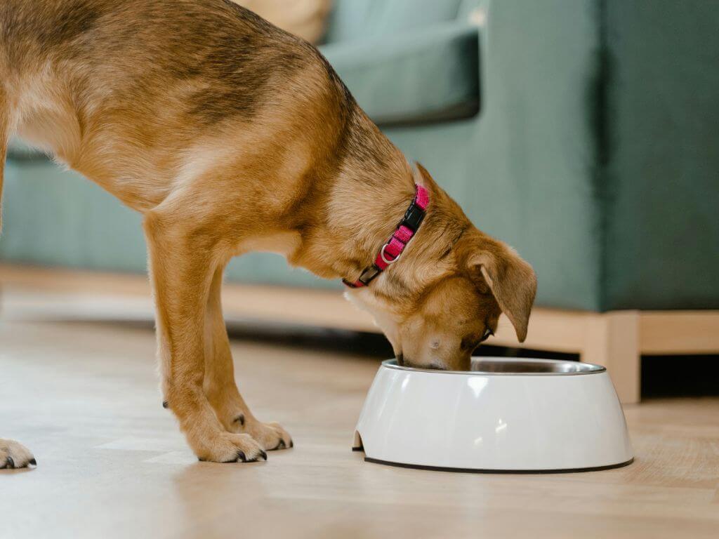 Brown dog wearing a pink collar eating dry food from a white bowl indoors.