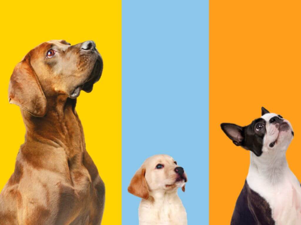 Large, medium, and small dogs against yellow, blue, and orange backgrounds showing different dog breeds and sizes.