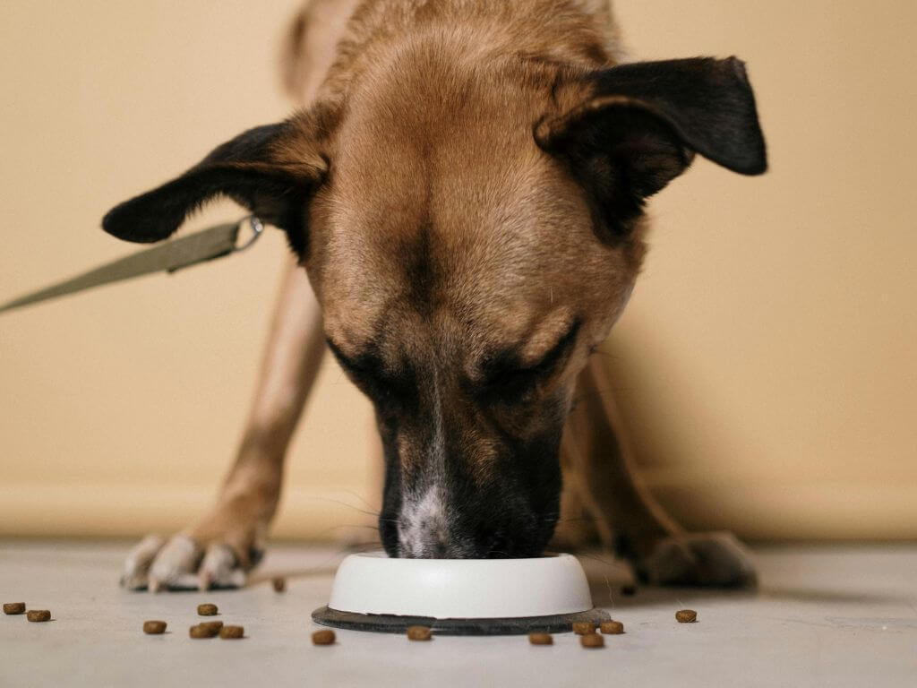 Brown dog eating kibble from a white bowl with dry food scattered on the floor.