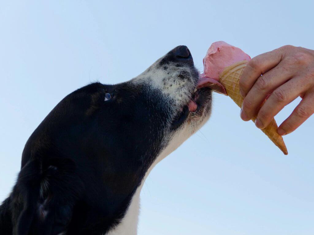 Black and white dog licking a pink ice cream cone held by a person.