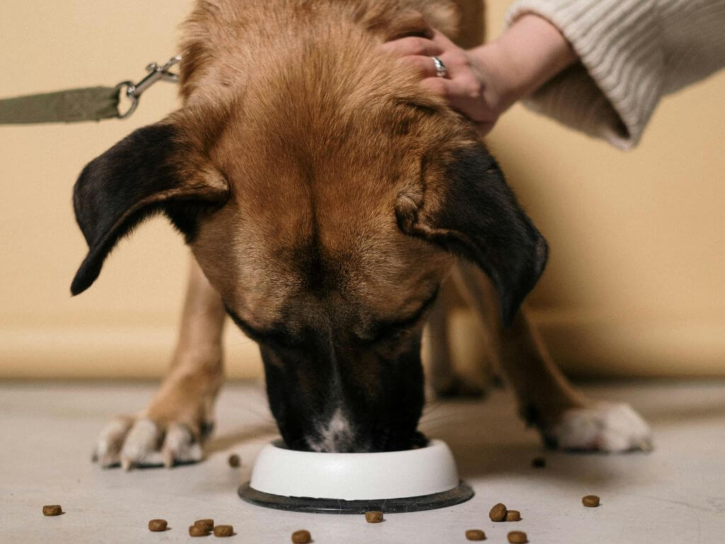 A brown dog follows healthy pet nutrition tips by eating a balanced meal from a white bowl.
