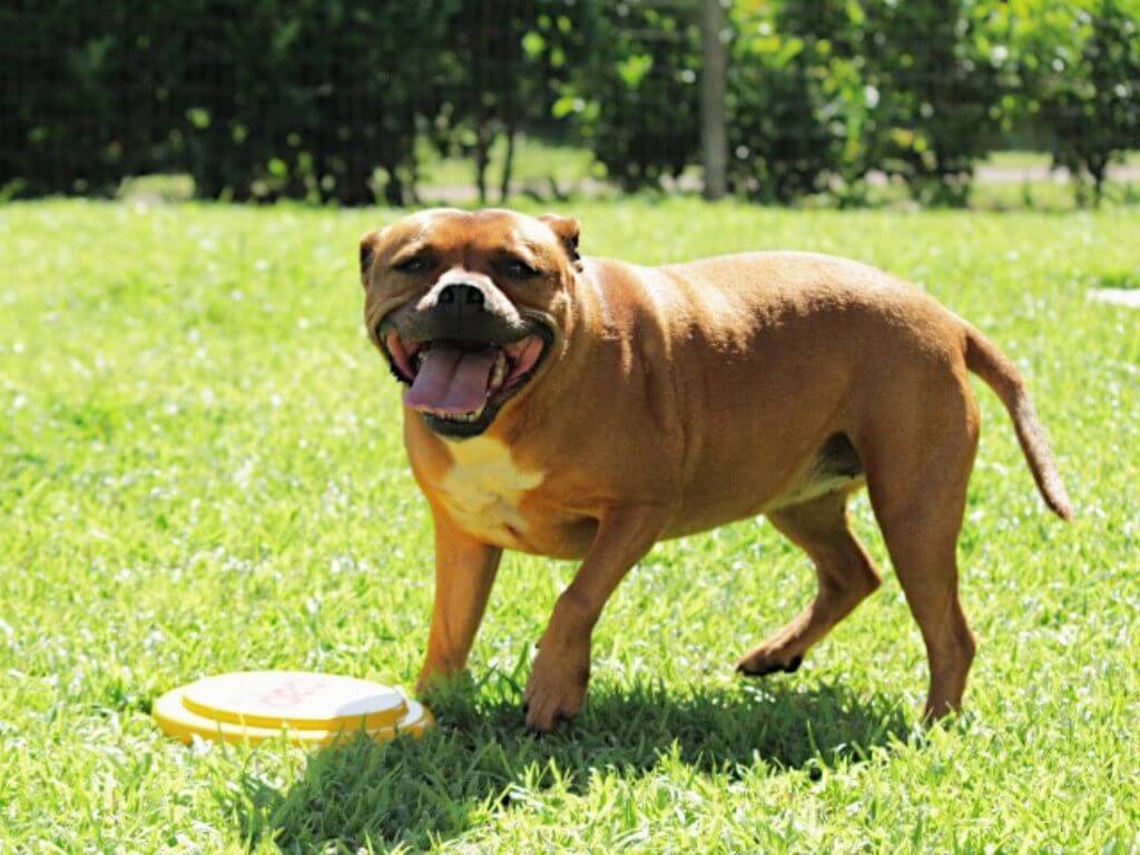 An active brown dog standing on green grass with a yellow disc to illustrate the importance of matching calories to activity levels.