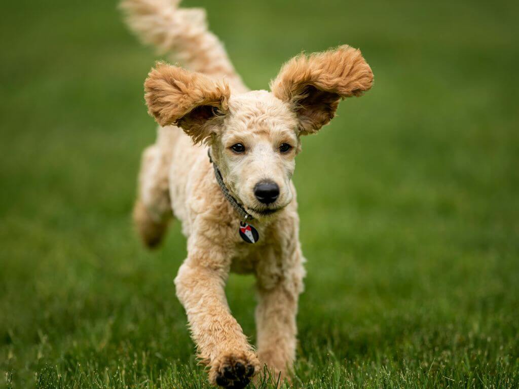 A joyful poodle running through grass showing high energy levels resulting from quality pet nutrition tips and premium food.