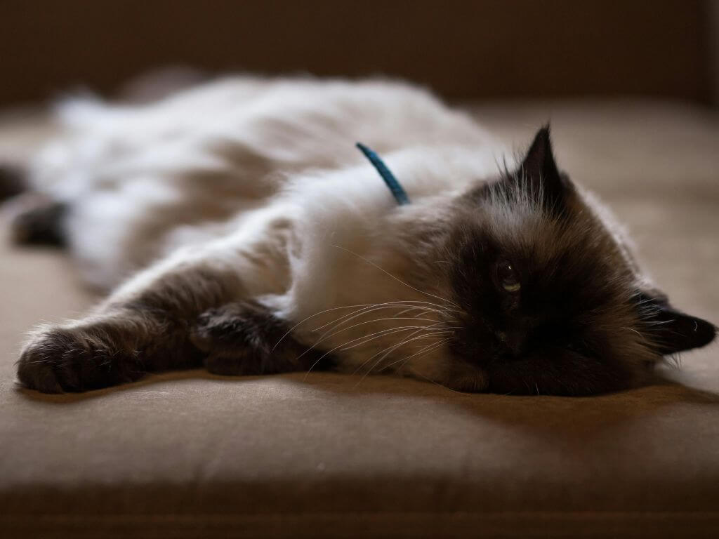 A relaxed cat resting on a sofa after enjoying a nutritious and balanced meal.