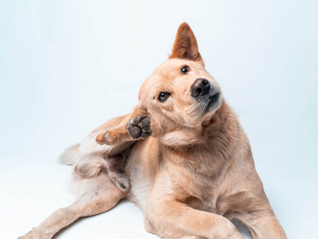 Dog scratching its fur, a common sign linked to dog shedding and skin irritation.