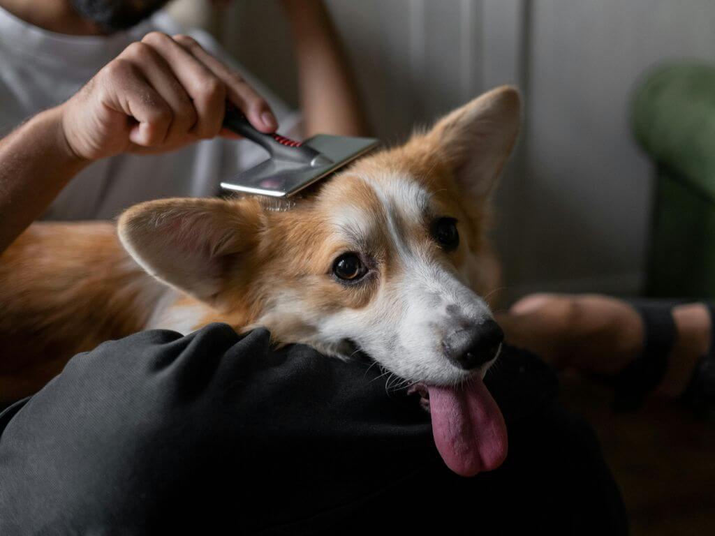 Dog being brushed at home to manage dog shedding and support healthy skin and coat.