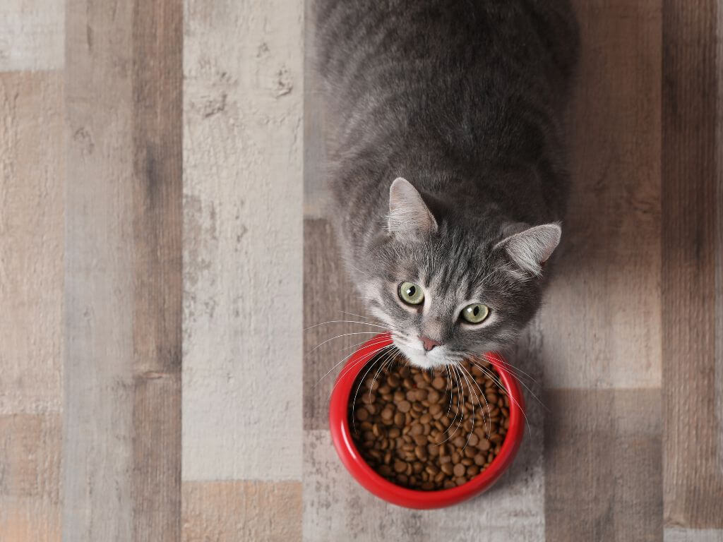 Cat eating from a food bowl, highlighting nutrition that supports healthy skin and coat.
