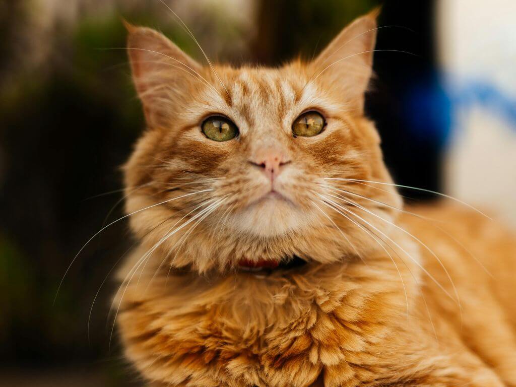 Cat with a shiny coat outdoors, showing healthy skin and coat supported by proper nutrition.