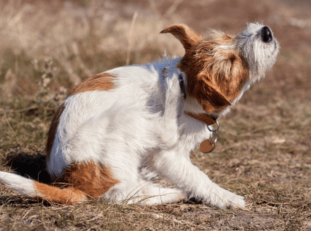 A small dog sitting in the grass and scratching its neck, illustrating the discomfort of dry, itchy skin.
