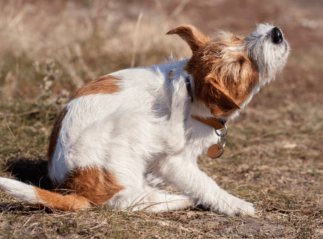 A small dog sitting in the grass and scratching its neck, illustrating the discomfort of dry, itchy skin.