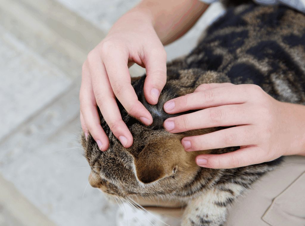 A person gently parting the fur on a tabby cat's head, demonstrating how to check for a healthy skin and coat.