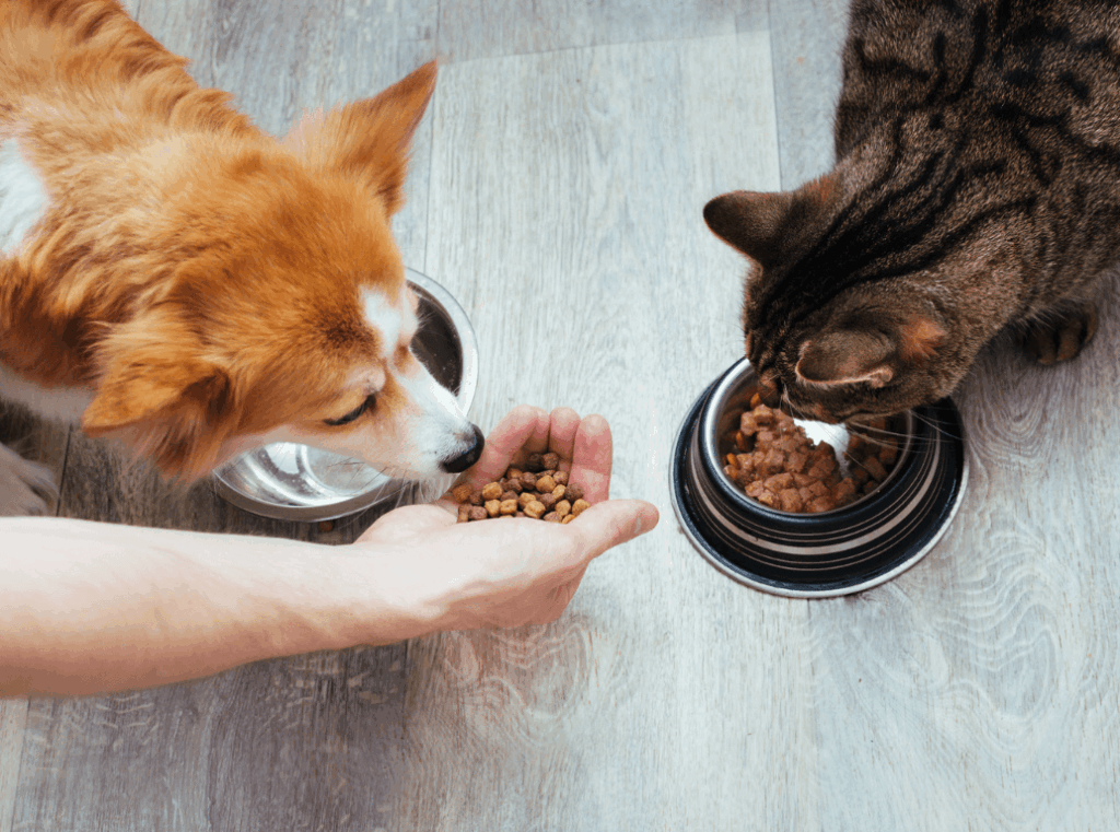 A dog and a tabby cat eating dry kibble side-by-side.