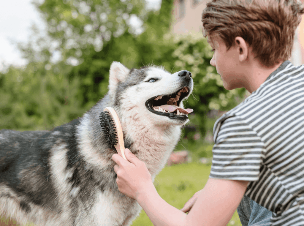 A young boy brushing a husky outdoors todistribute natural oils and remove trapped hair.