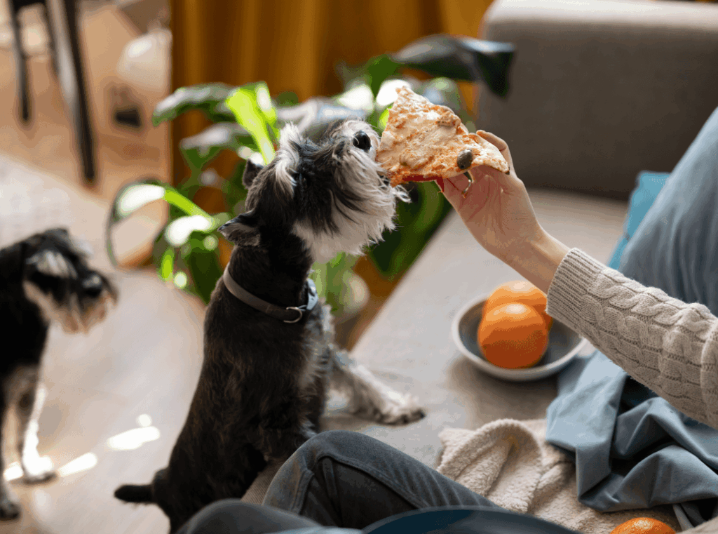 A small black and grey dog taking a bite of a pizza slice from its owner's hand, illustrating human food as a common dietary trigger for a dog's sensitive stomach.