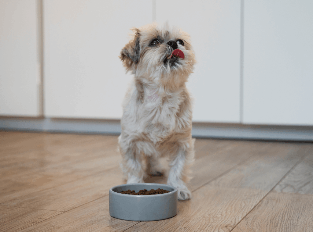 A small, fluffy dog sitting on a wooden floor and licking its nose behind a grey bowl filled with dry pet food.