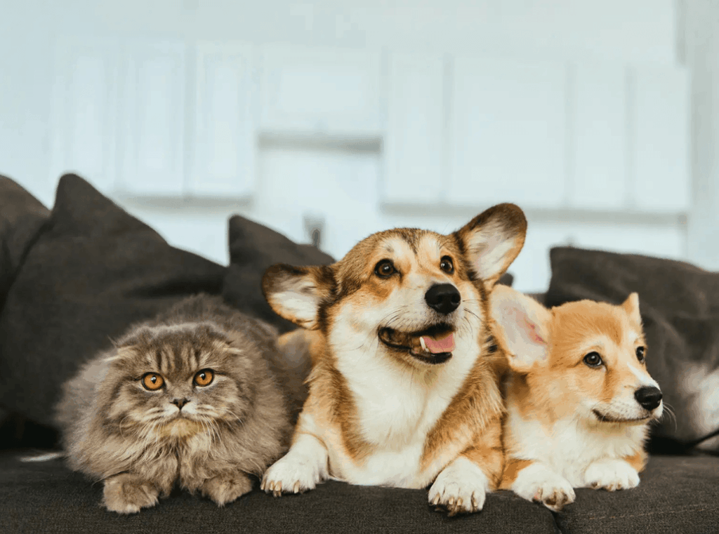 A fluffy grey cat sitting closely next to a happy adult Corgi and a Corgi puppy on a dark grey couch.