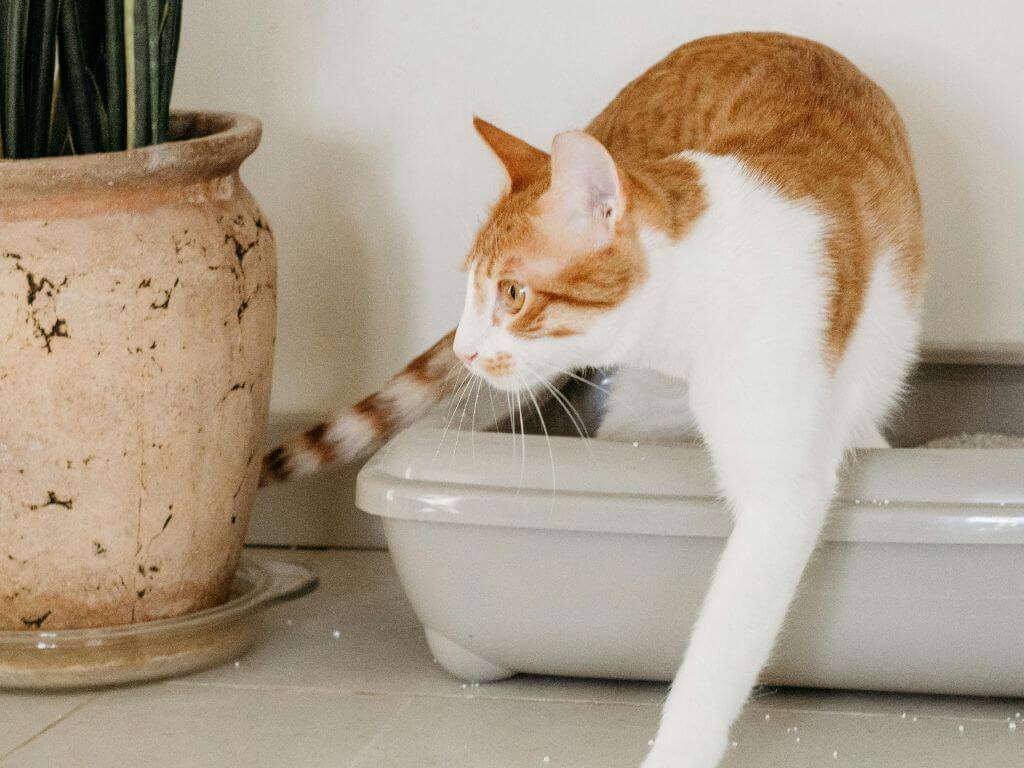 Healthy cat poop: Orange and white cat stepping out of a litter box indoors.