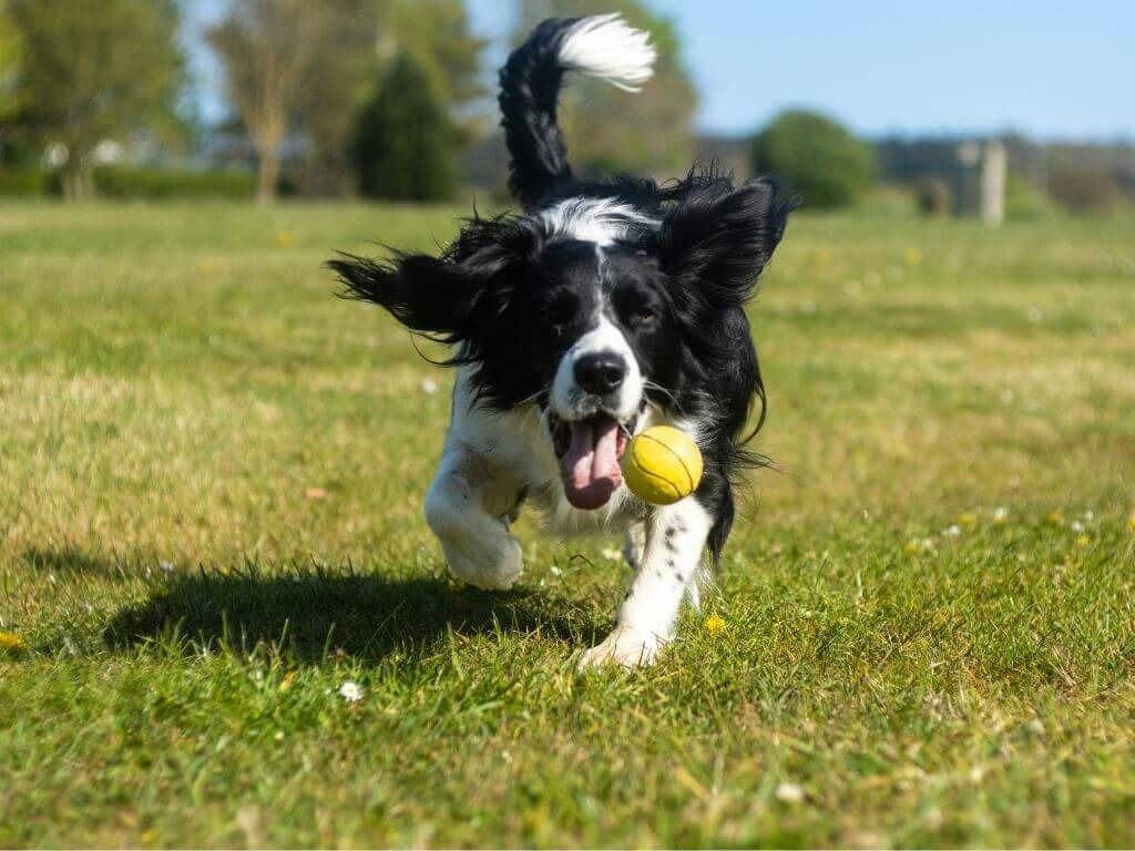 An energetic black and white dog running across a green grass field with a yellow ball.