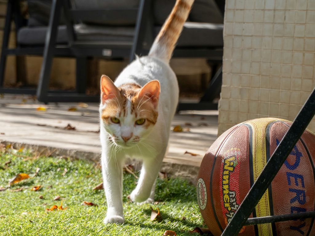 An active ginger and white cat walking confidently outdoors with its tail held high