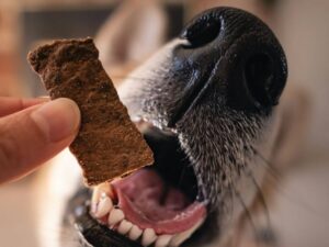 How to tell if your pet_s digestion is healthy