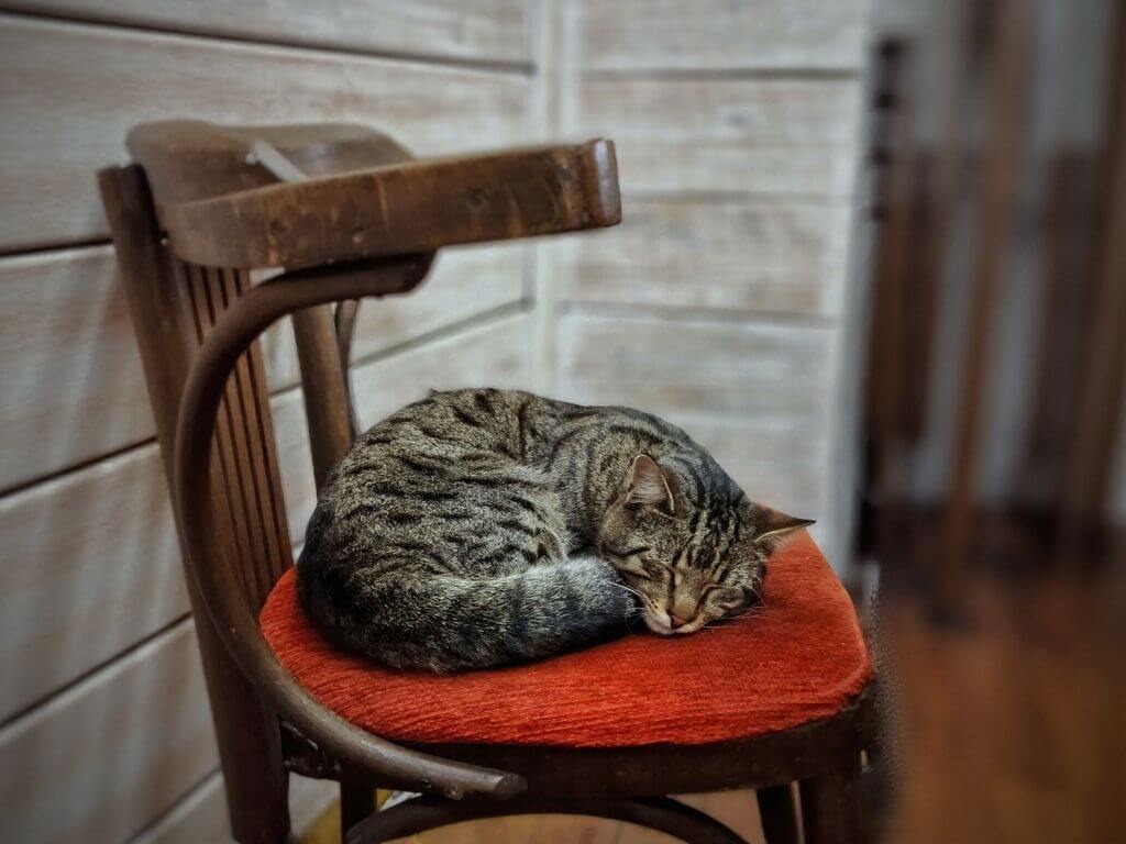 A brown tabby cat sleeping peacefully, curled up on the orange upholstered seat of a vintage wooden chair.