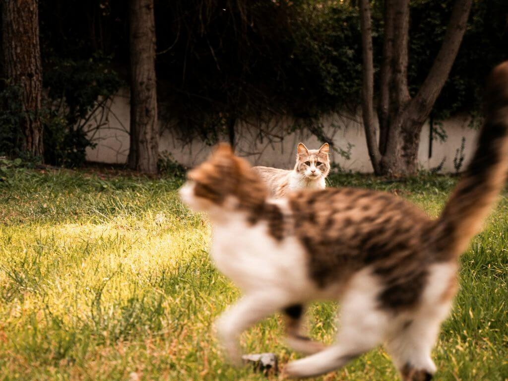 A light-colored cat standing in focus in a grassy garden.