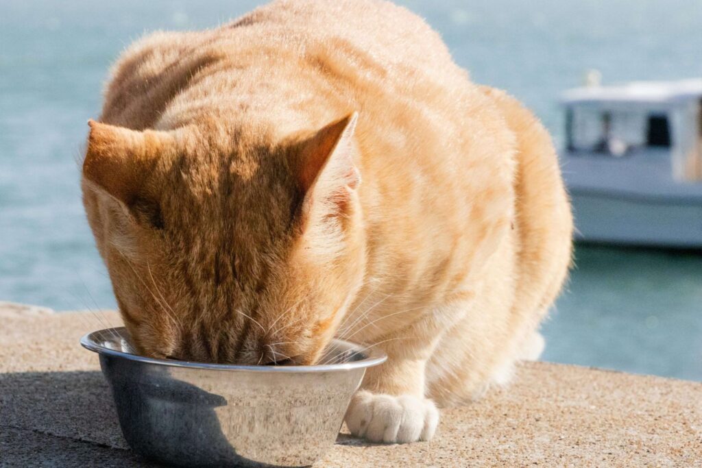 An orange ginger cat eating high-quality protein cat food from a stainless steel bowl outdoors near the water.