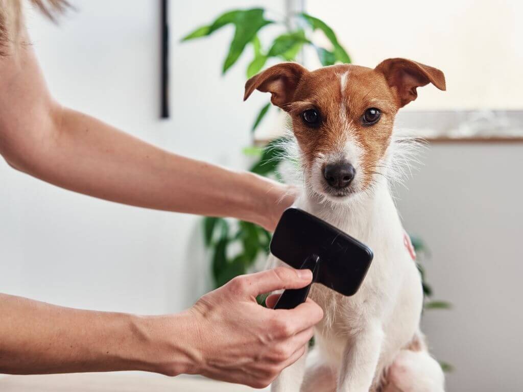 pet seasonal allergies - dog