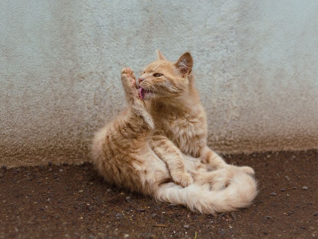 pet seasonal allergies - cat